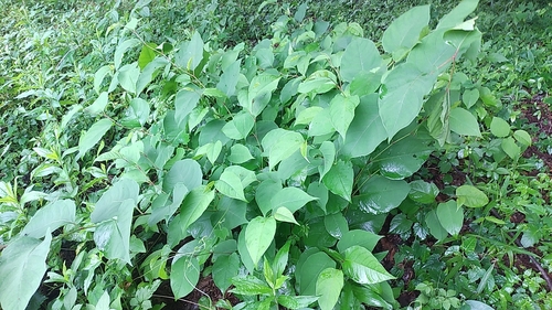 Japanese knotweed