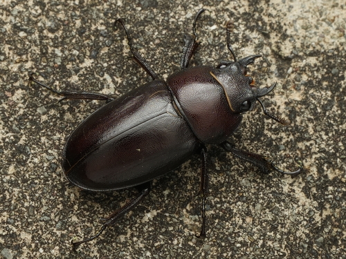 Prosopocoilus inclinatus inclinatus