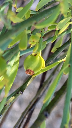 Poet's Cassia
