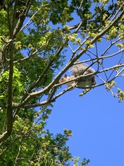 Sciurus carolinensis