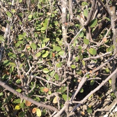 Malacomeles denticulata