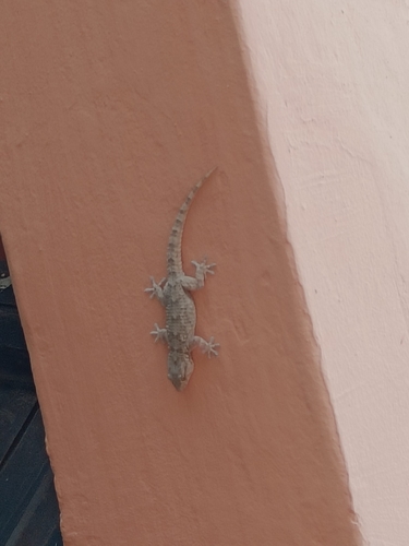 Moorish Gecko