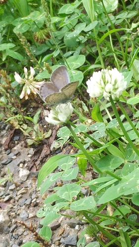 Pseudozizeeria maha argia