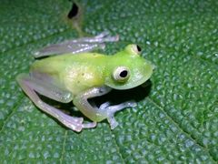 Nymphargus grandisonae