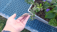 Oxypetalum coeruleum