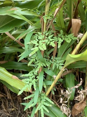 Lygodium microphyllum