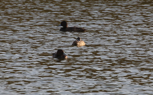 iNaturalist image