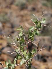 Commiphora pyracanthoides