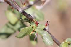 Commiphora pyracanthoides