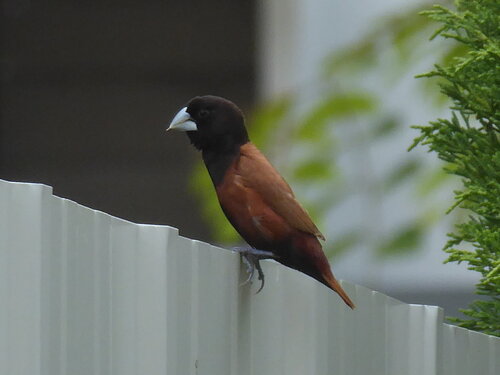 Chestnut Munia