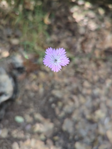 wild pink