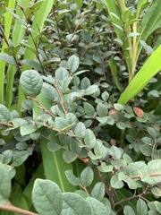 Ilex pubescens