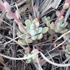 Echeveria amoena