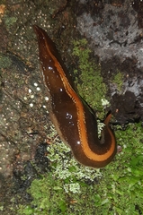 Newzealandia
