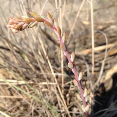 Echeveria amoena