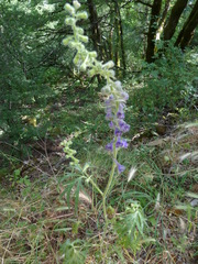 Delphinium fissum