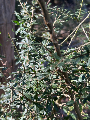 Australian Blackthorn