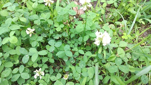 white clover