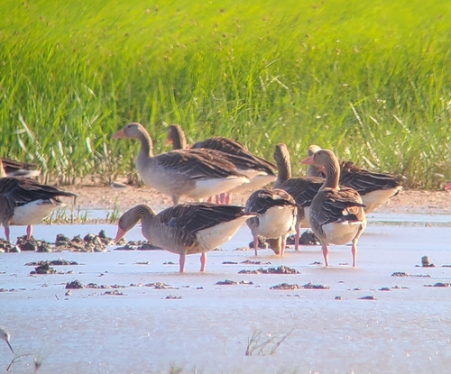 Greylag Goose