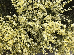 Cytisus × praecox