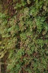 Hymenophyllum australe