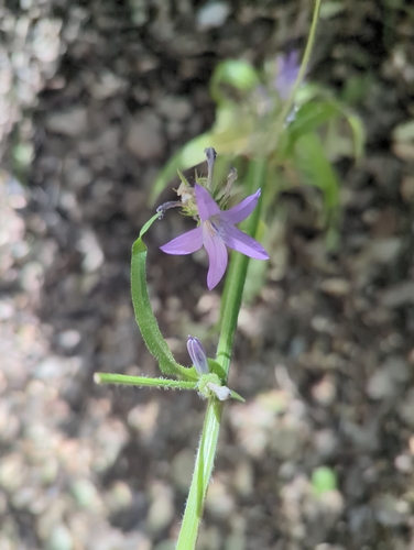 Rampion