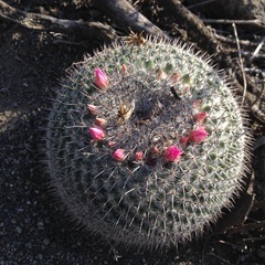 Mammillaria haageana haageana
