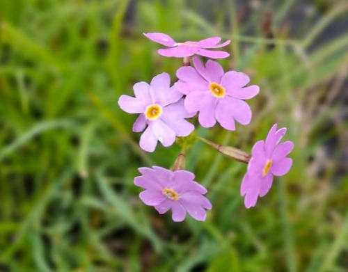 Primula nutans, 2026-07-04