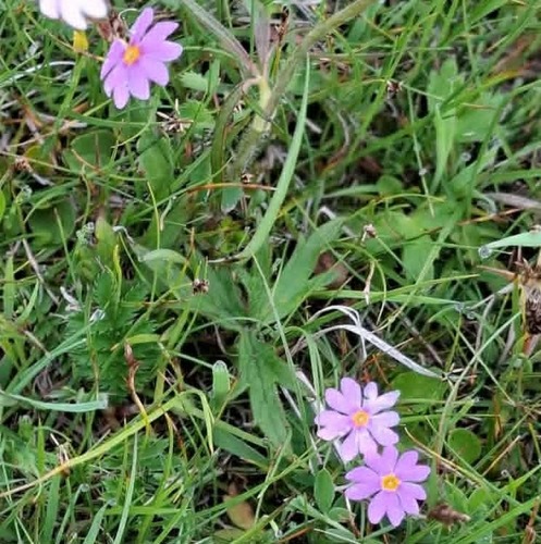 Primula nutans, photograph 1