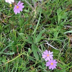(c) Urgamal Magsar, some rights reserved (CC BY) Primula nutans, photograph (c) Urgamal Magsar, some rights reserved (CC BY)