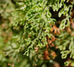 Hymenophyllum australe
