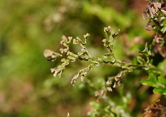 Hymenophyllum australe