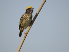 Ploceus manyar