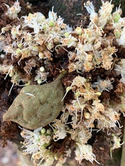 Cynometra cauliflora