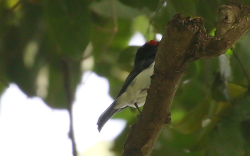 iNaturalist image