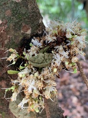 Cynometra cauliflora
