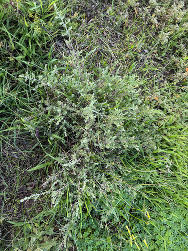 Barrier Saltbush