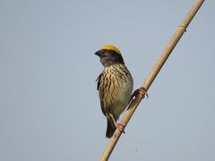 Ploceus manyar