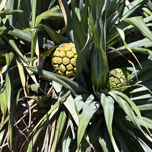 Tahitian screwpine (Pandanus tectorius)