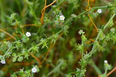 Harpagonella palmeri