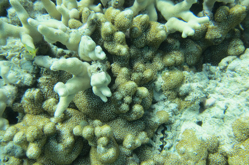 Poritidae