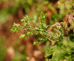 Hymenophyllum australe