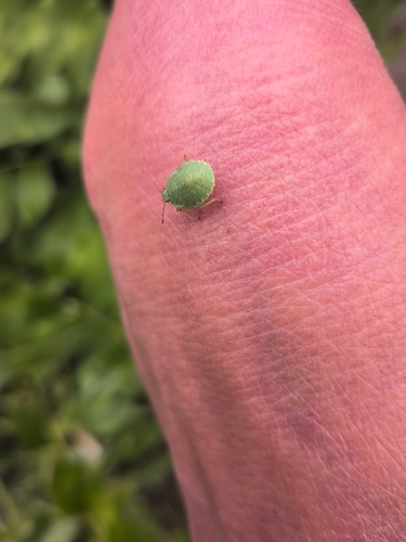 Green Shield Bug