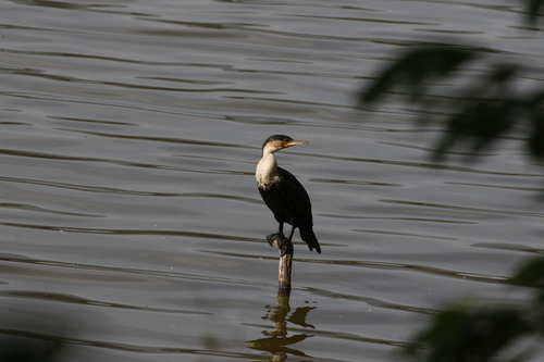 iNaturalist image