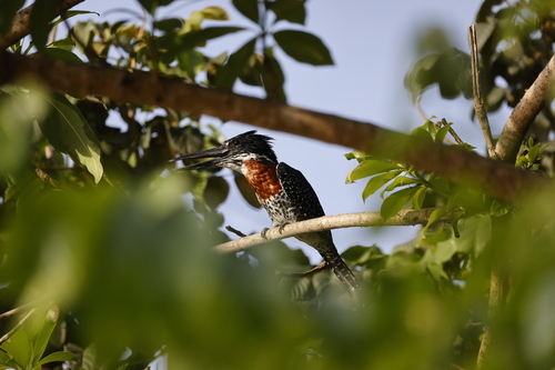 iNaturalist image