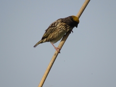 Ploceus manyar