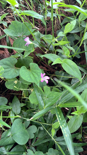 Largeflower pink-sorrel