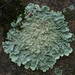 Rock Greenshield Lichen - Photo (c) Vitaly Charny, some rights reserved (CC BY-SA)