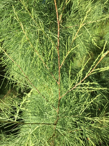 athel tamarisk