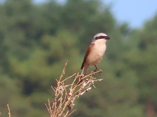 Red-backed Shrike